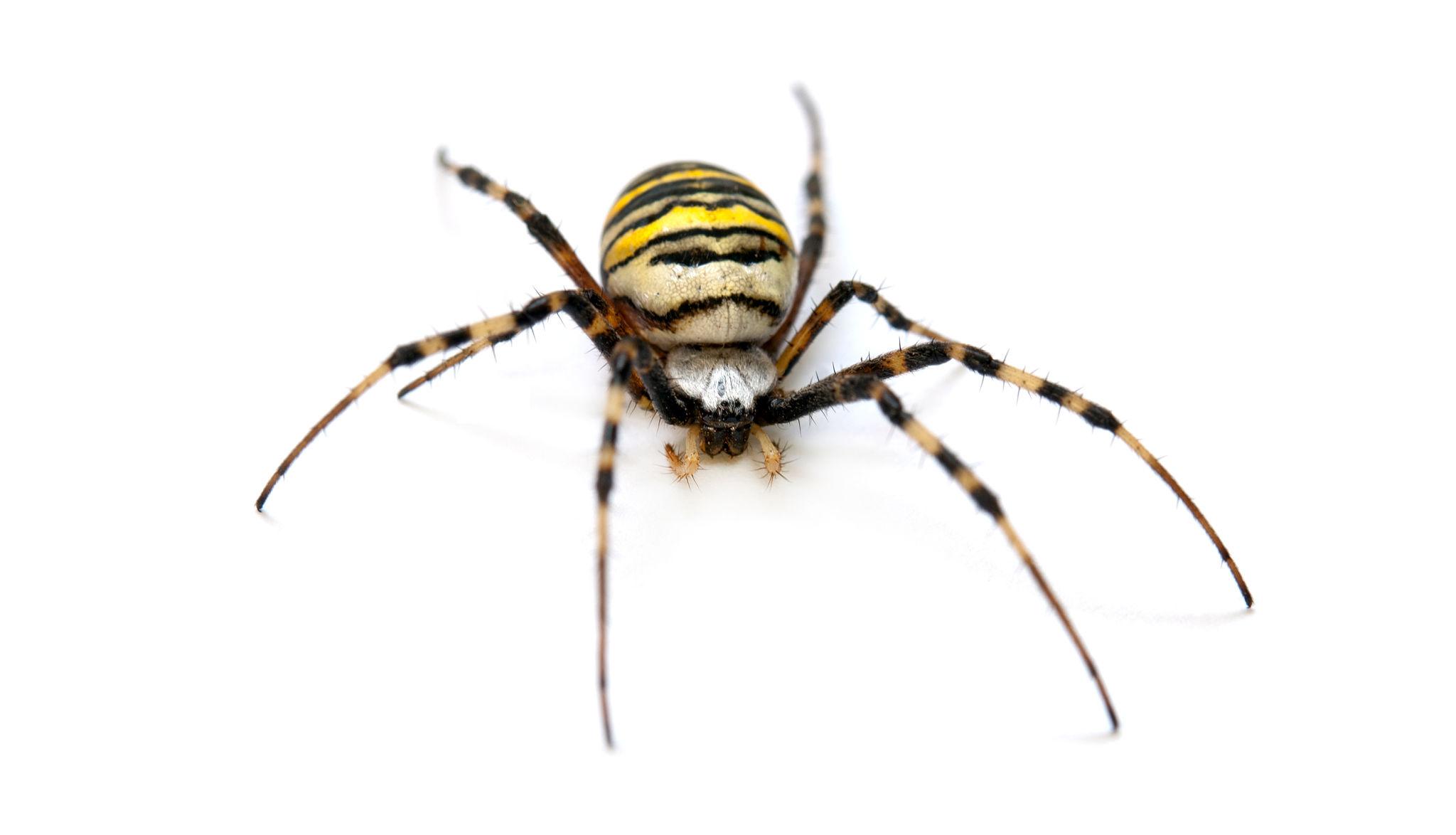 Örümcek İlaçlama